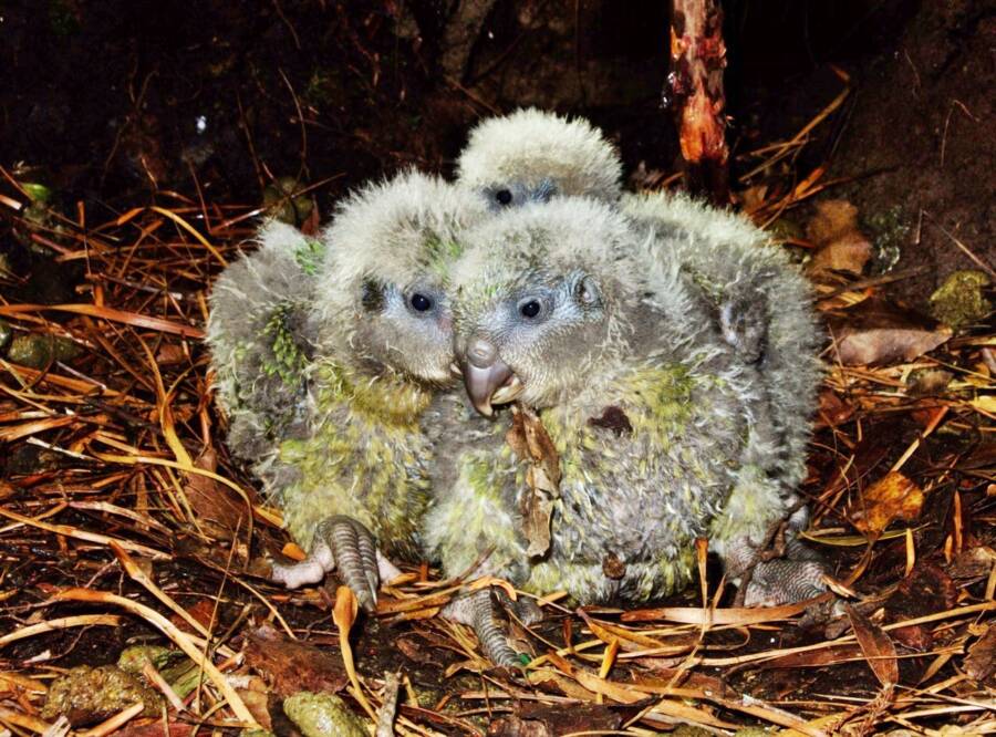 Owl Parrot Chicks