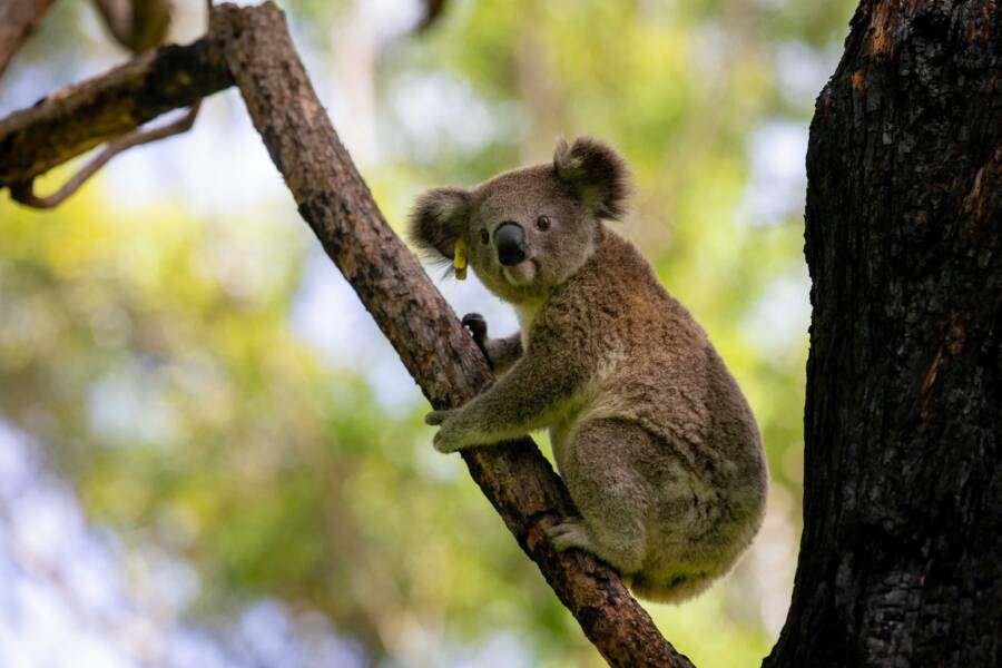 Koala In Tree