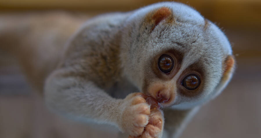The Slow Loris, The Primate With A Surprisingly Deadly Venom