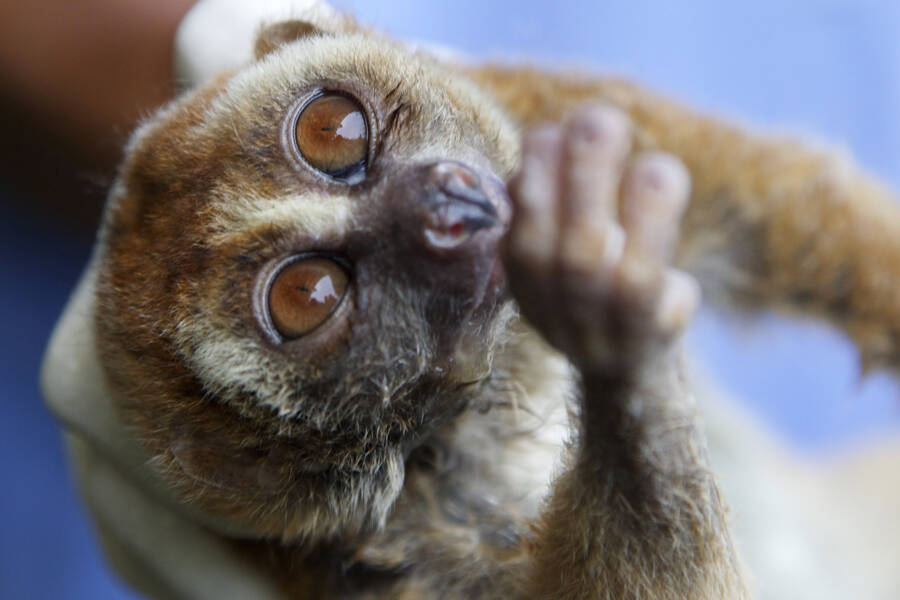 How The Adorable Slow Loris Is Threatened By Selfie Tourism