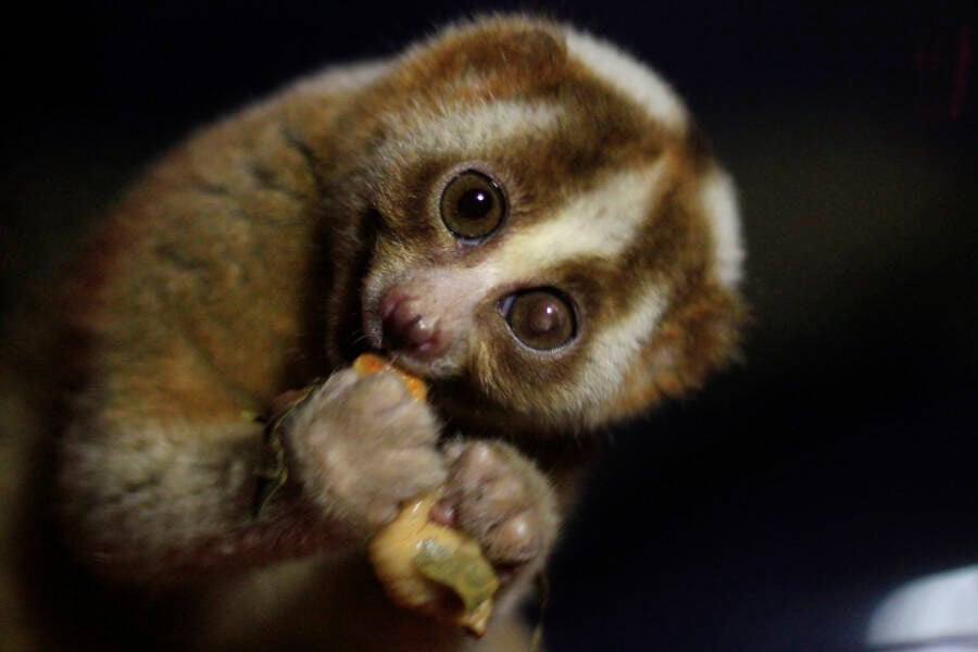 slow loris eating banana