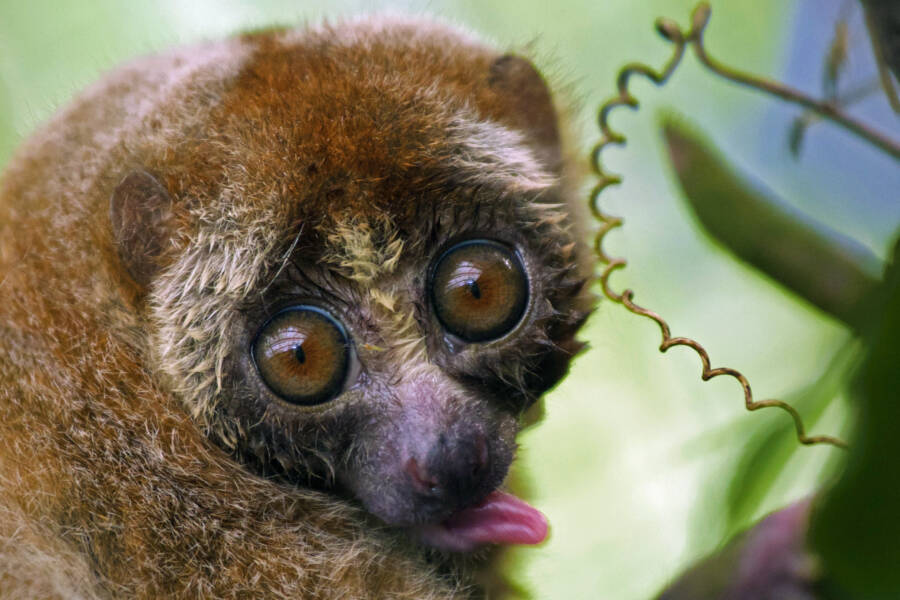 How The Adorable Slow Loris Is Threatened By Selfie Tourism