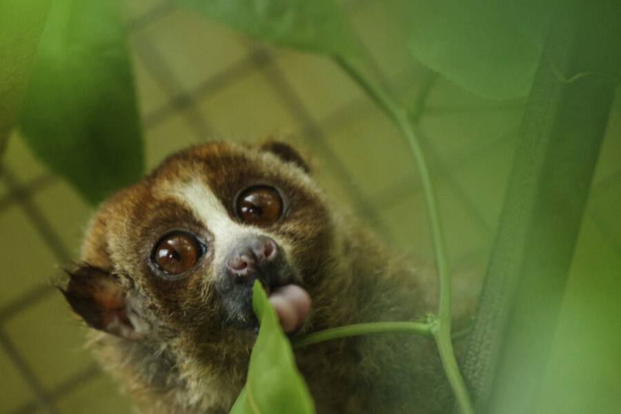 Loris Sticks Out Tongue