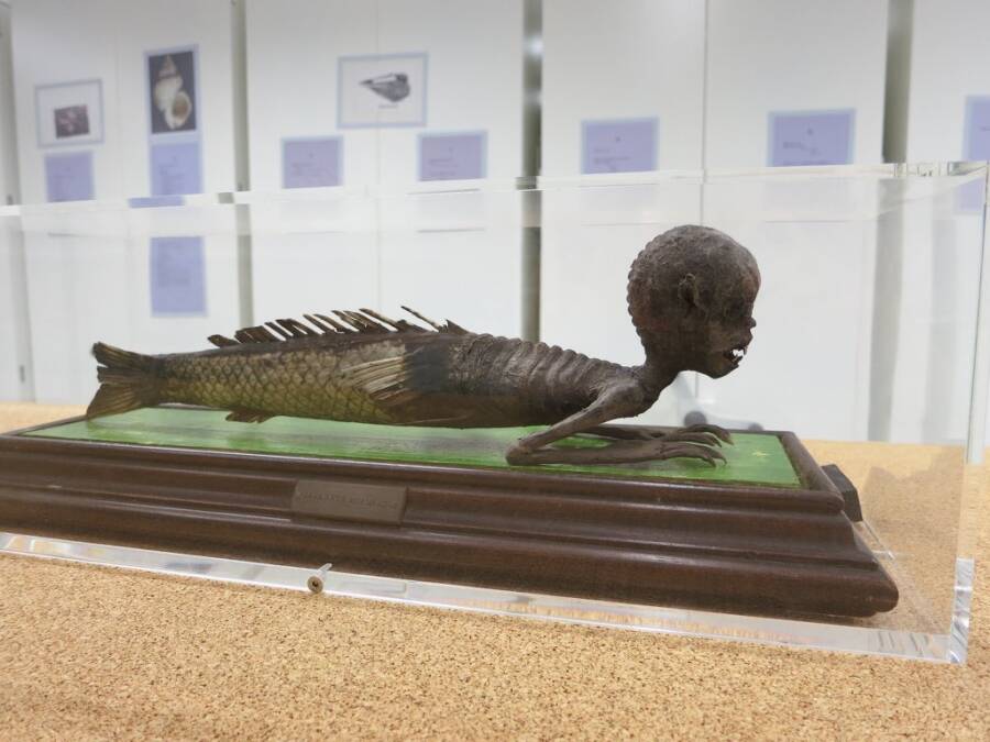 Mermaid Taxidermy Of National Museums Scotland