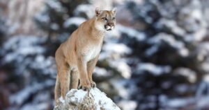 Mountain Lion At Yellowstone