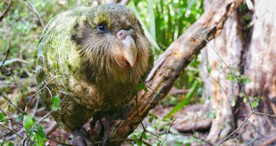 Meet The Kakapo, New Zealand's Endangered 'Owl Parrot'