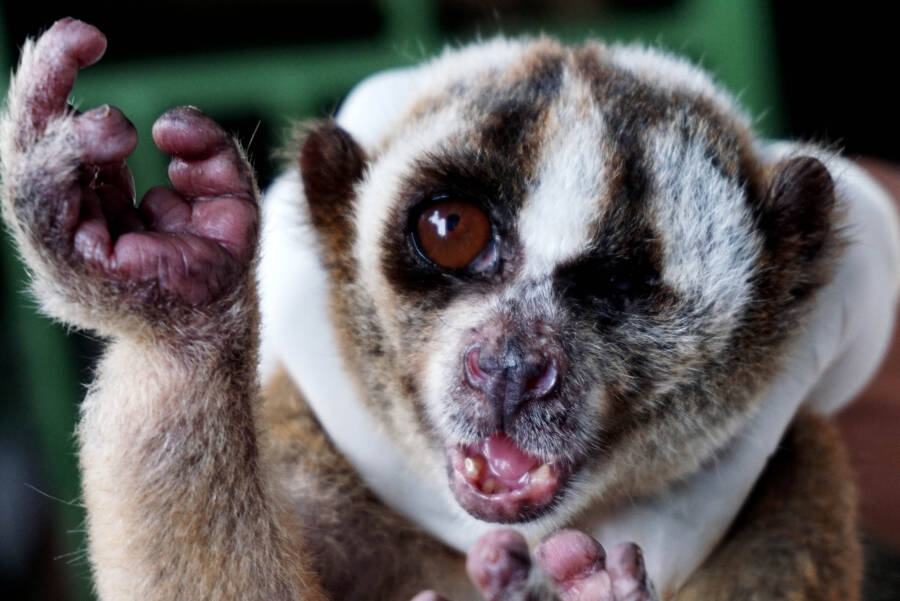How The Adorable Slow Loris Is Threatened By Selfie Tourism