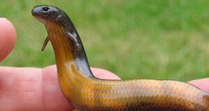 Pregnant Skink