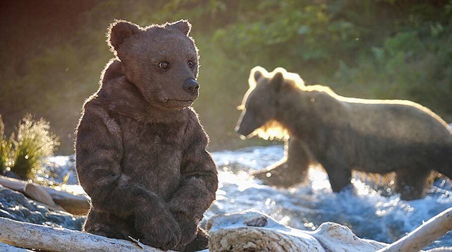 Robotic Bear And Grizzly Bear