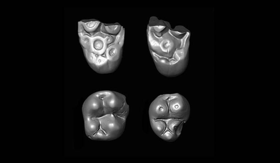 Scans Of The Ucayalipithecus Perdita Teeth