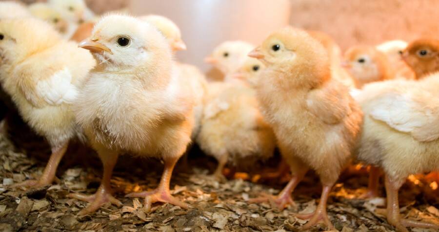 Baby Chickens Sold Out Nationwide As Americans Panic-Buy The Animals