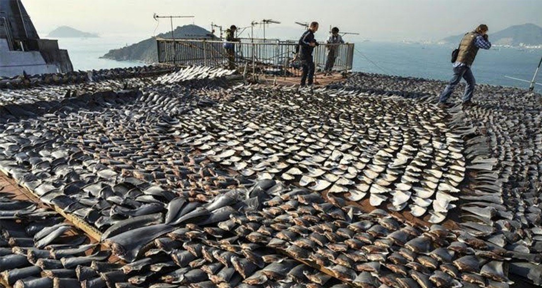 How Shark Fin Soup Is Driving Some Species To Extinction