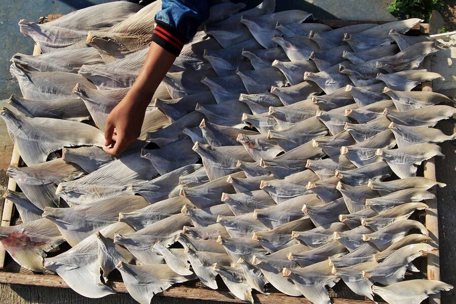 Shark Meat For Sale
