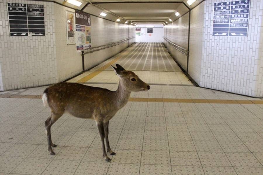 Sika Deer At Nara Park