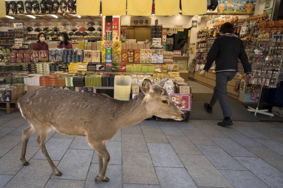 Sika Deer Near Store