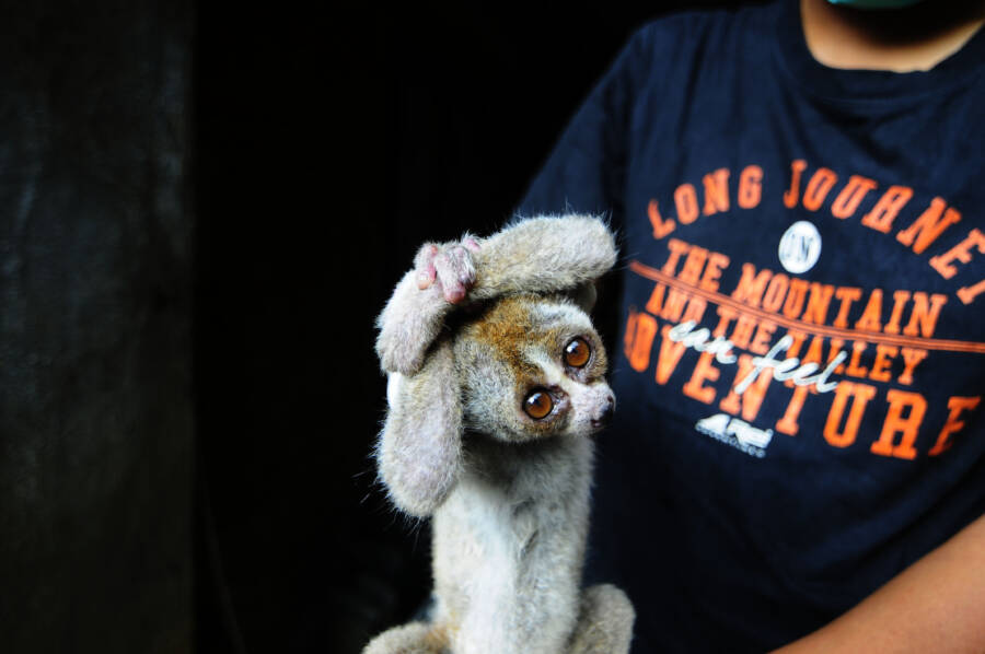 The Slow Loris, The Primate With A Surprisingly Deadly Venom