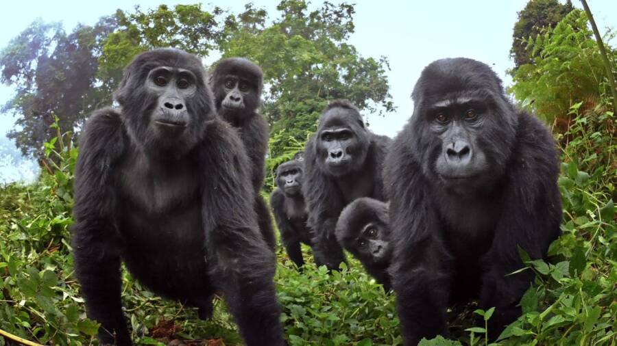 Ugandan Gorillas Looking At The Robot Gorilla