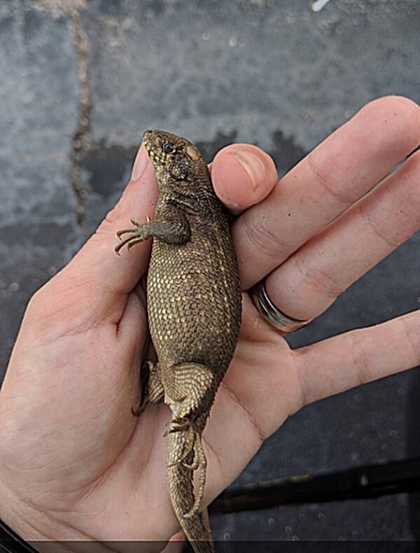 Bloated Curly Tail Lizard