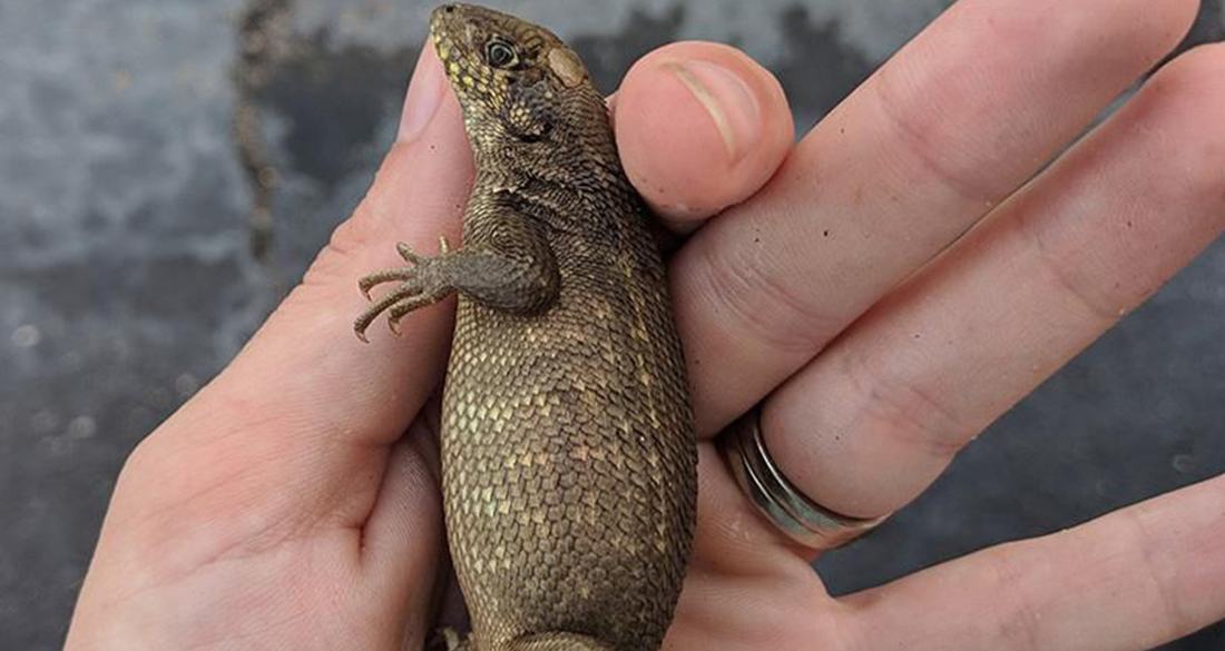 Meet The Curly Tail Lizard That Will Eat Almost Anything