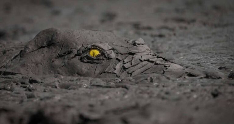 Crocodile Under Mud