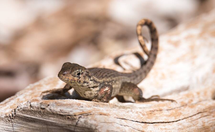 Curly-Tailed Lizard