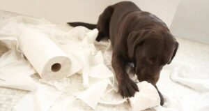 Dog Chewing Toilet Paper