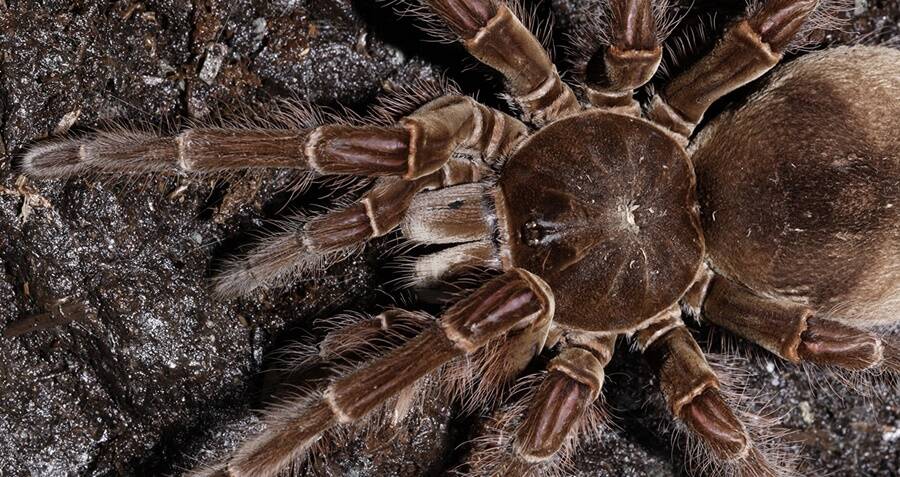 Meet The Goliath Birdeater The World s Biggest Tarantula