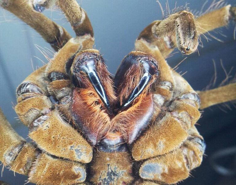 Meet The Goliath Birdeater The Worlds Biggest Tarantula