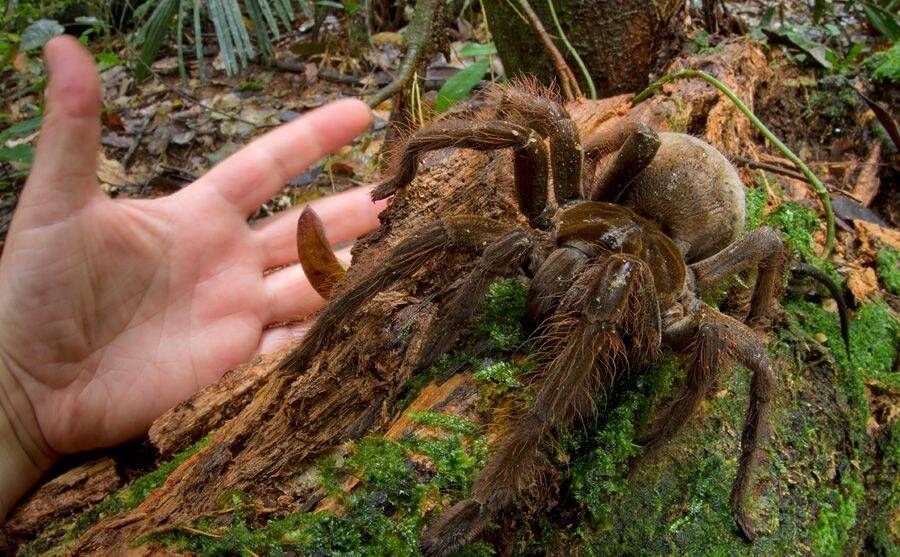 Blue Goliath Birdeater Tarantula - wide 8