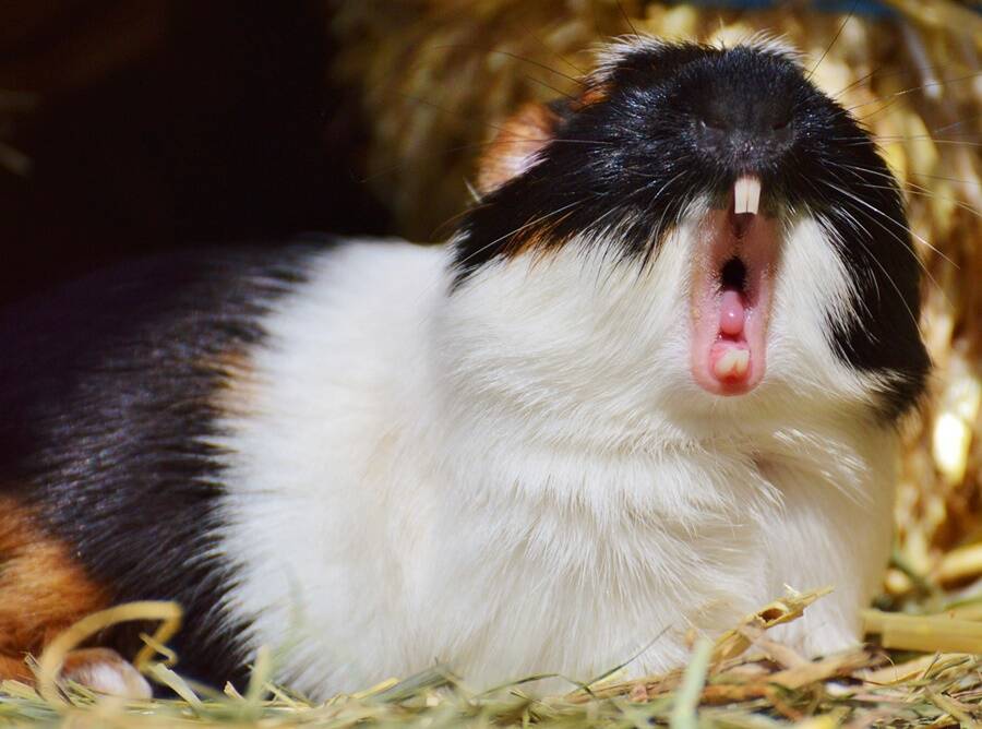 Tired Guinea Pig