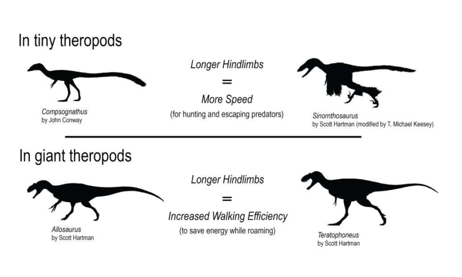 Illustration Of The Differences Between Theropods