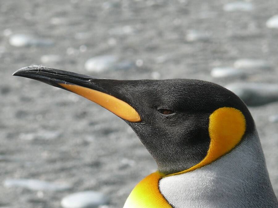 King Penguin Close Up