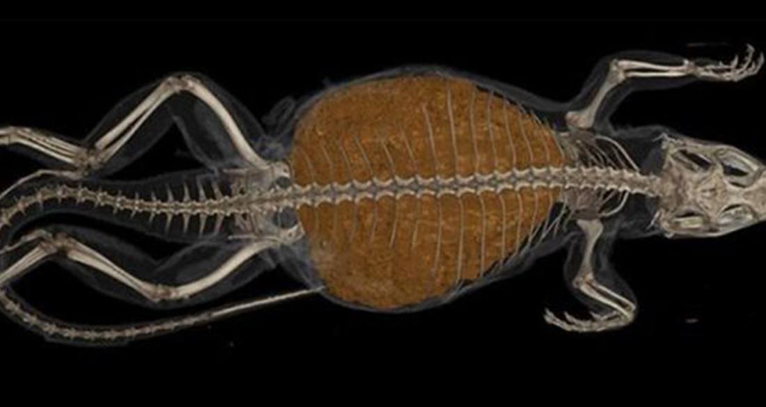 Meet The Curly Tail Lizard That Will Eat Almost Anything