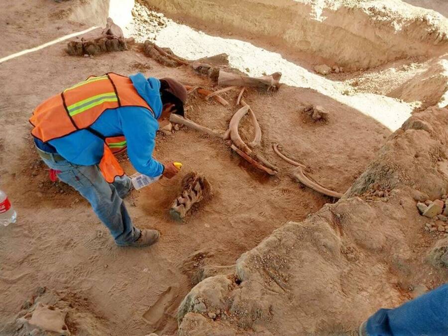 Mammoth Bones