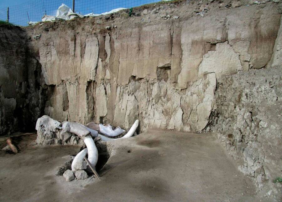 Mammoth Fossils In Mexico