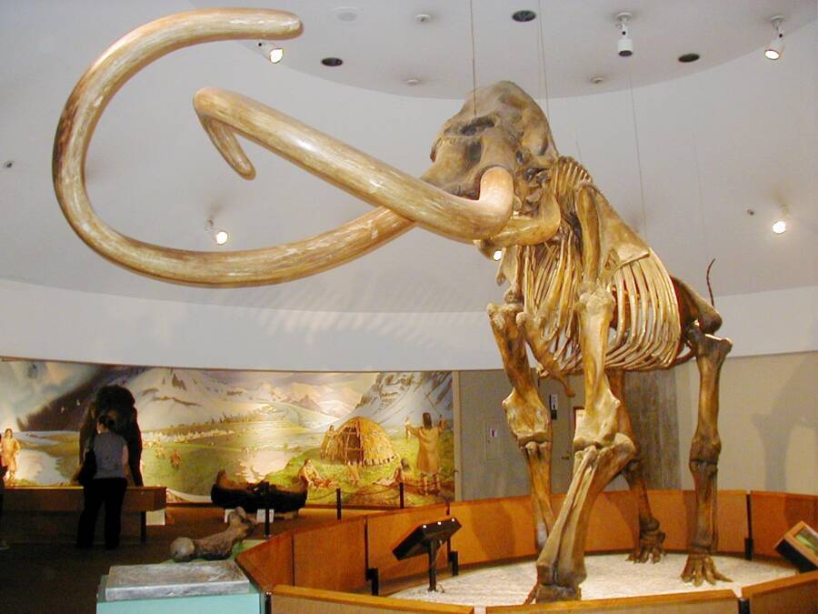 Mammoth Skeleton