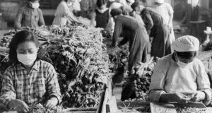 Manchurian Tobacco Rollers