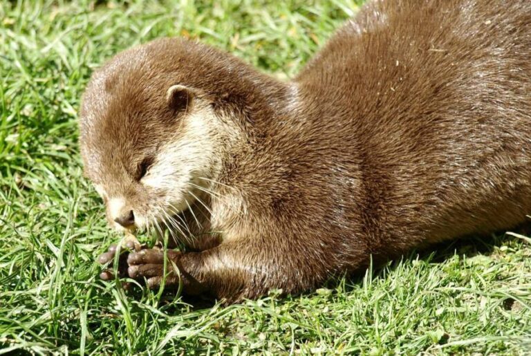 Captive Otters Will Juggle When They Are Hungry, Study Shows