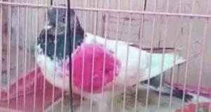Pink Pakistani Spy Pigeon