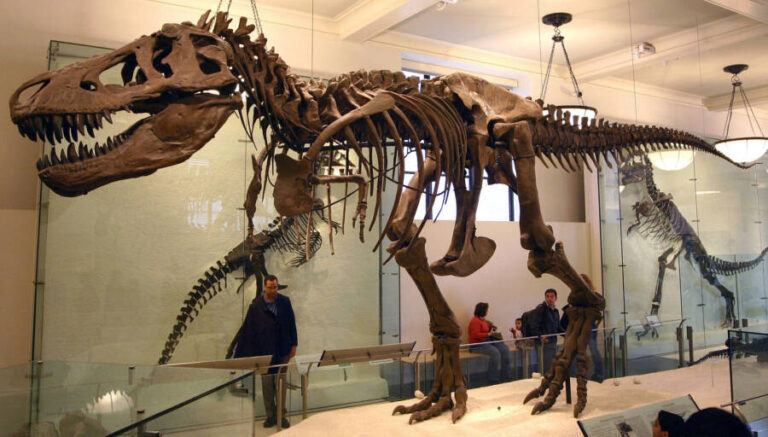 T. Rex Legs Were Long To Save Energy Rather Than Run, Says Study