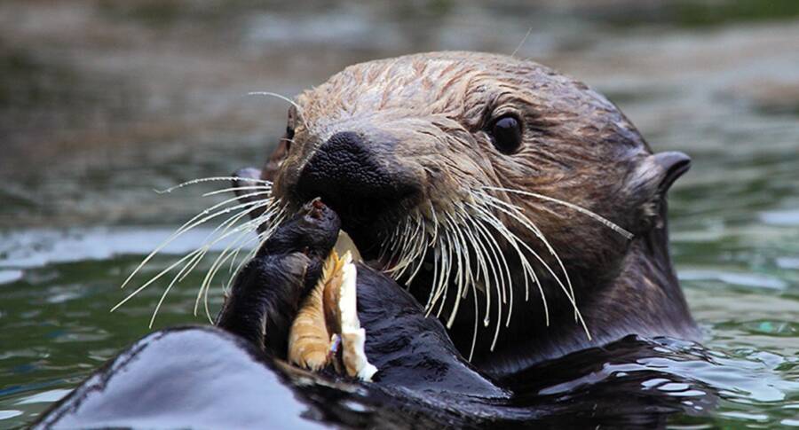 A Sea Otter Close Up