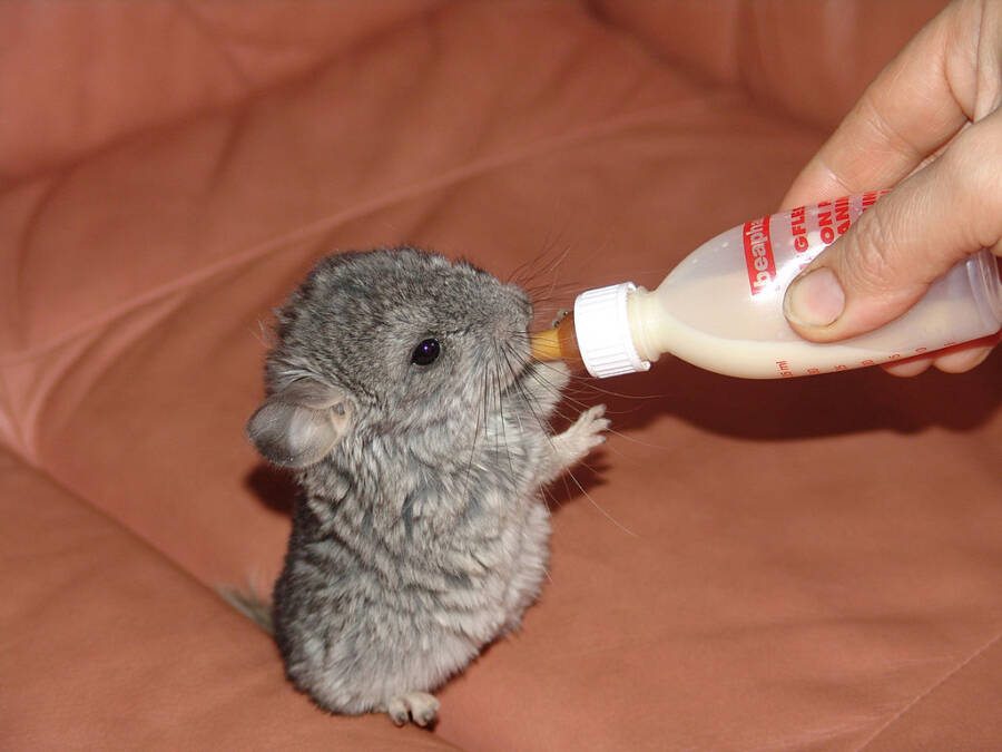 fluffy baby animals