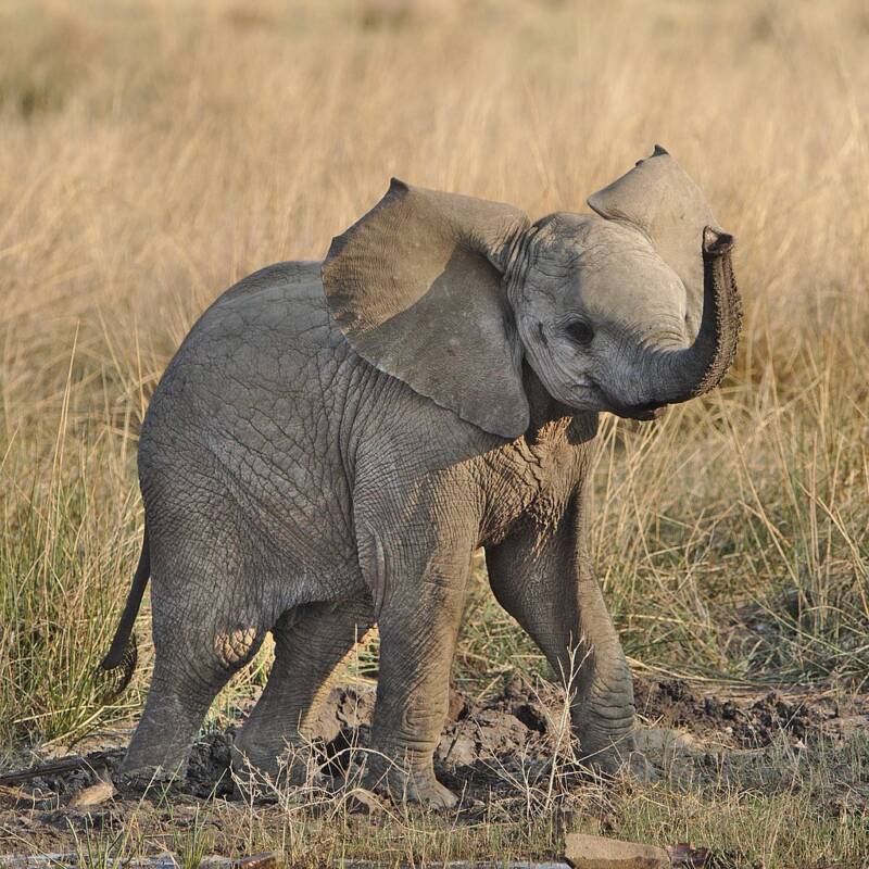 44 Heartwarming Photos Of Cute Baby Animals