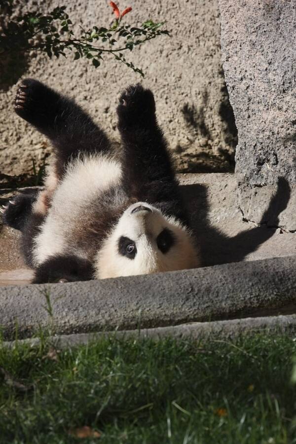 Baby Giant Panda