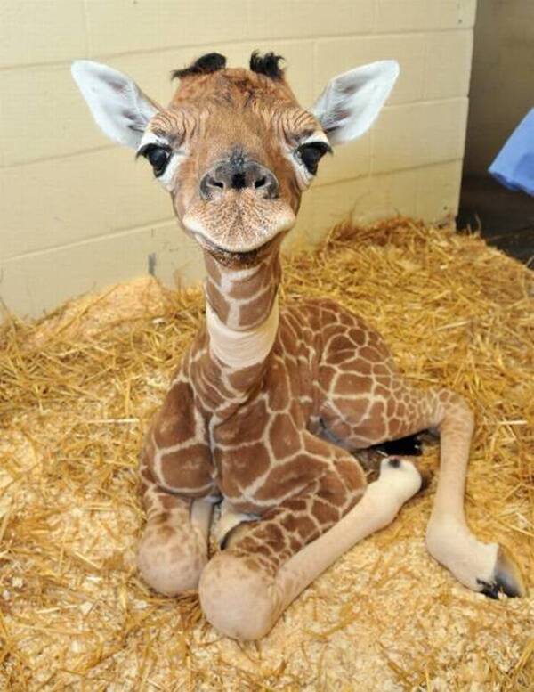 fluffy baby animals