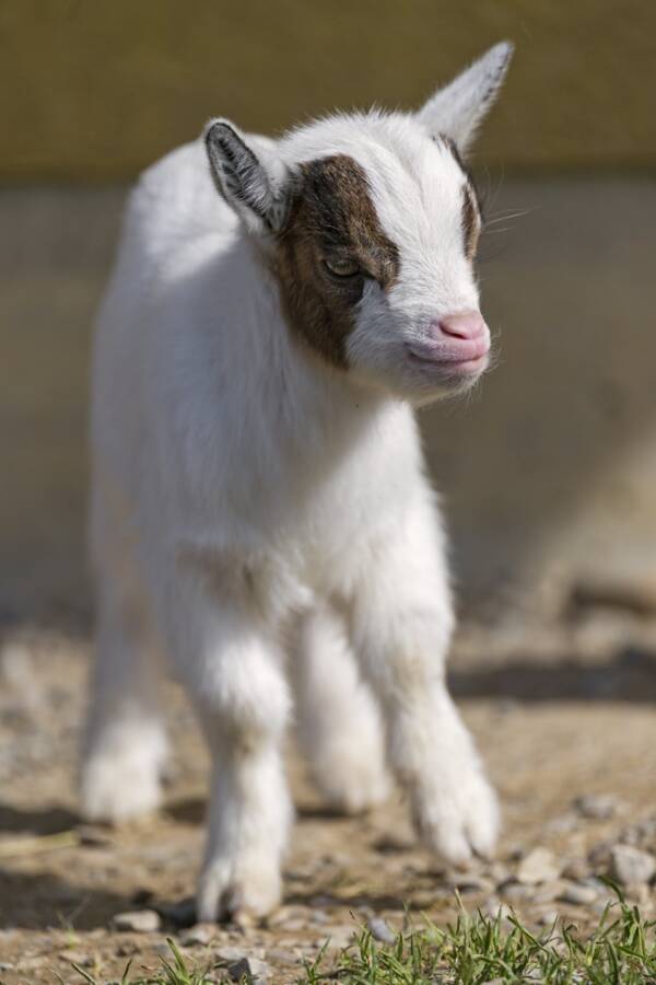 44 Heartwarming Photos Of Cute Baby Animals