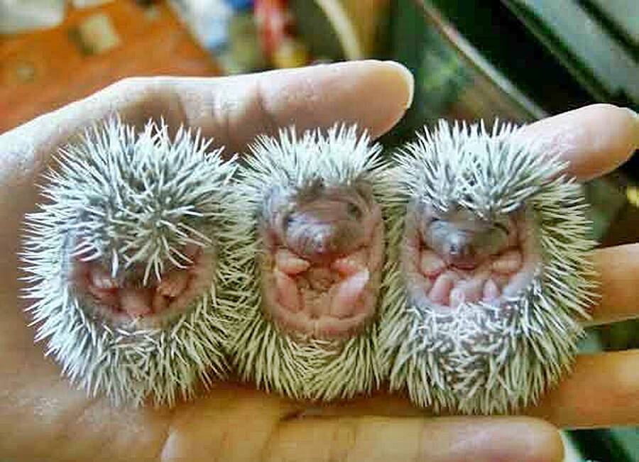 Baby Hedgehogs