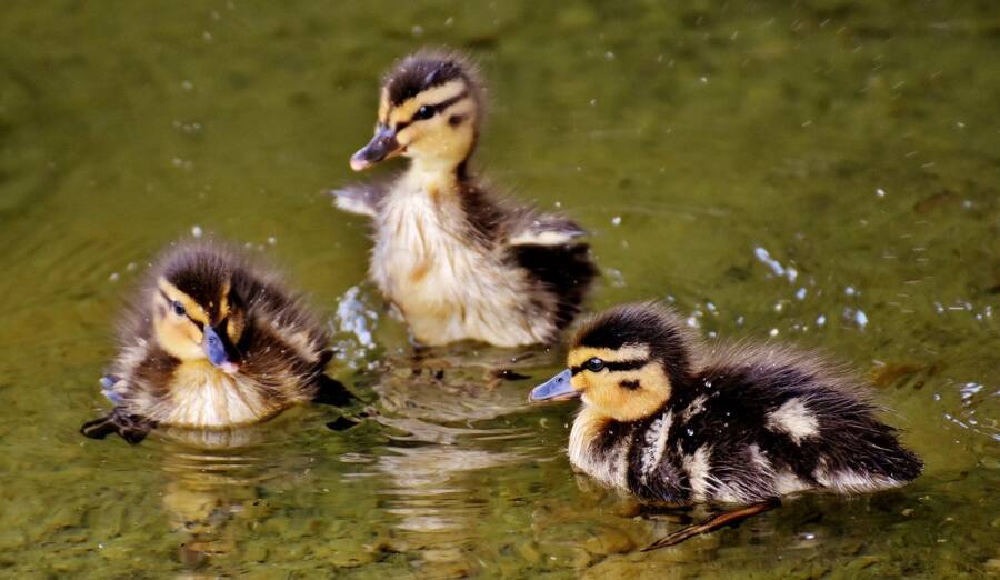 44 Heartwarming Photos Of Cute Baby Animals