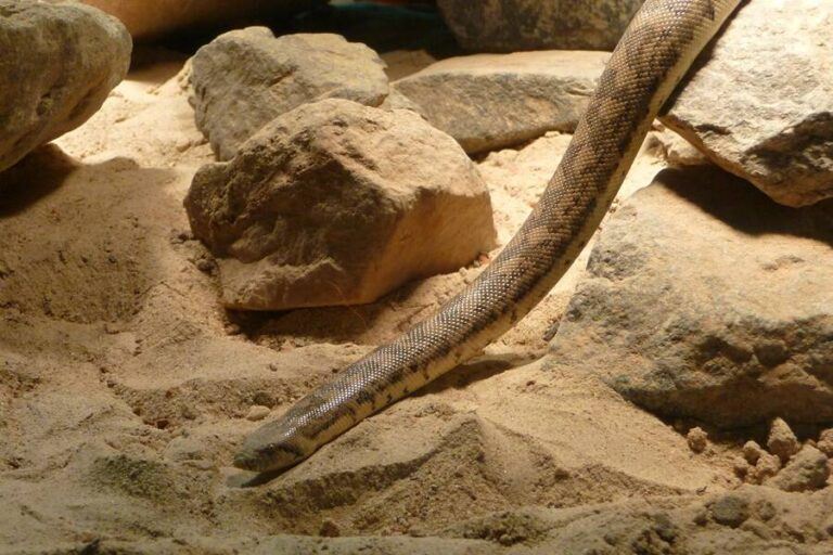 Mongolian Death Worm, Slithering Monster Of The Gobi Desert