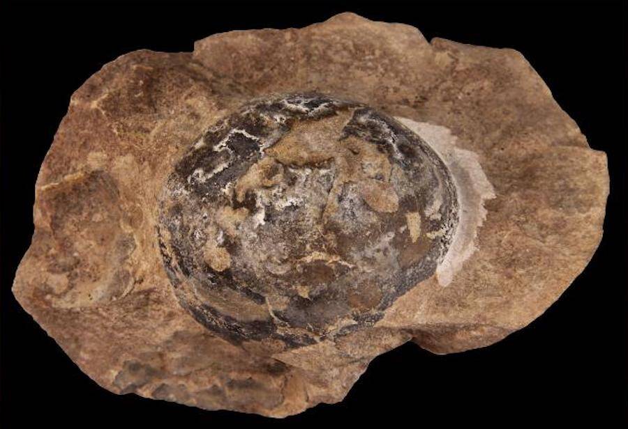 Fossilized Reptile Egg